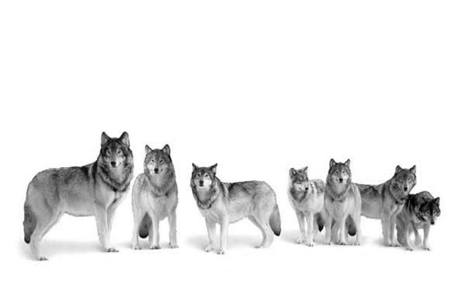 商标名称图形商标注册号 11397739、商标申请人福建七匹狼集团有限公司的商标详情 - 标库网商标查询