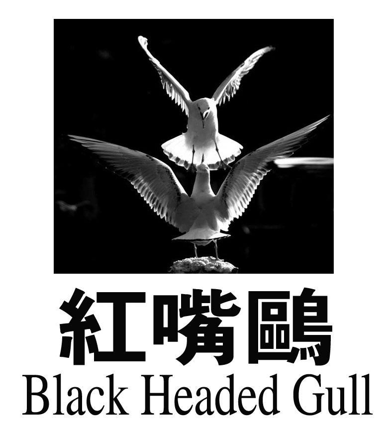 商标名称红嘴鸥 BLACK HEADED GULL商标注册号 10183495、商标申请人临海市杜桥正敏眼镜厂的商标详情 - 标库网商标查询