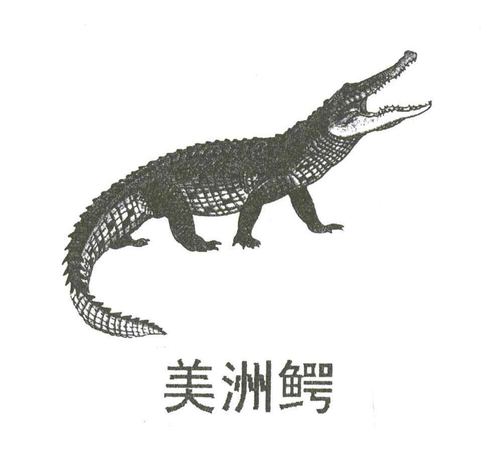 商标名称美洲鳄商标注册号 3353412、商标申请人杨华山的商标详情 - 标库网商标查询