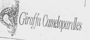 商标名称GIRAFFA CAMELOPARDLES商标注册号 1275006、商标申请人温倩仪的商标详情 - 标库网商标查询
