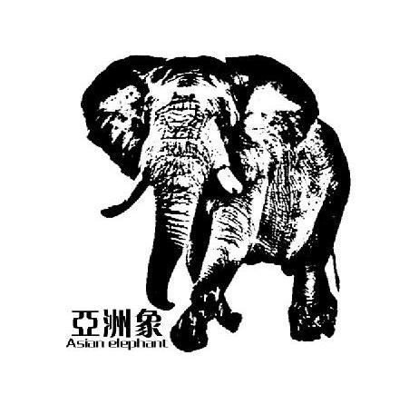 商标名称亚洲象 ASIAN ELEPHANT商标注册号 13311174、商标申请人深圳市万象眼镜贸易有限公司的商标详情 - 标库网商标查询