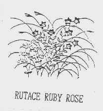 商标名称RUTACE RUBY ROSE商标注册号 1082187、商标申请人胡笙.巴德威的商标详情 - 标库网商标查询