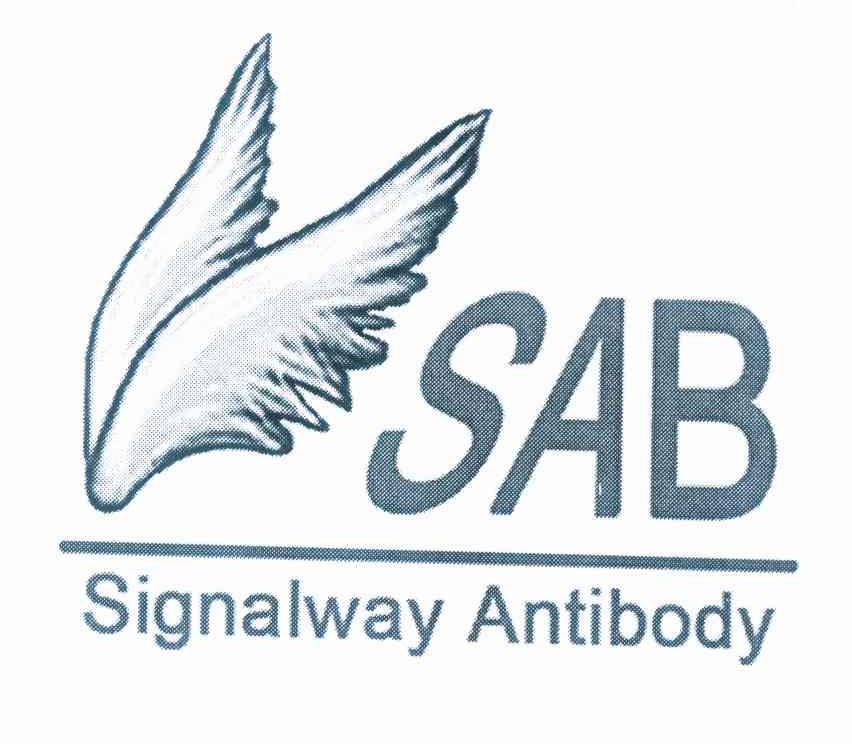 商标名称SAB SIGNALWAY ANTIBODY商标注册号 10049555、商标申请人南京川博生物技术有限公司的商标详情 - 标库网商标查询