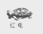 商标名称红龟商标注册号 1120441、商标申请人北京水润田丰农业技术开发有限责任公司的商标详情 - 标库网商标查询