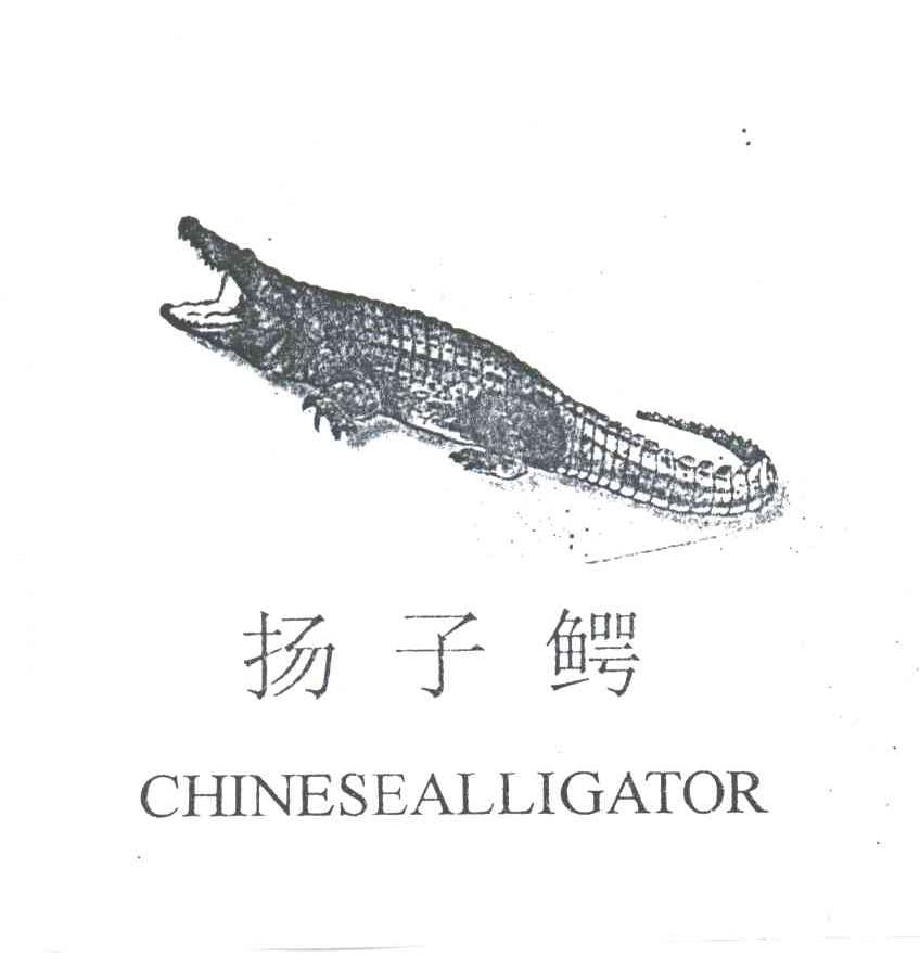 商标名称扬子鳄CHINESEALLIGATOR商标注册号 3071080、商标申请人包联晚的商标详情 - 标库网商标查询