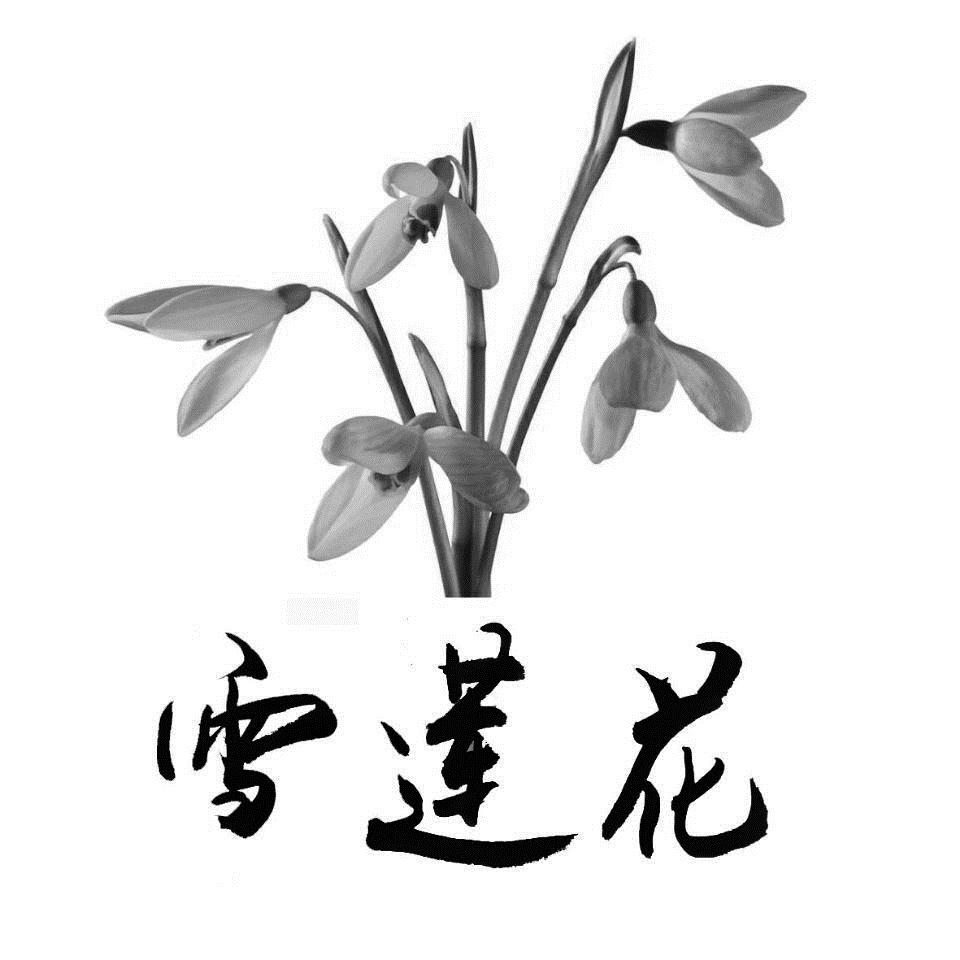 商标文字雪莲花商标注册号 19468910,商标申请人西昌市心草洗衣粉有限