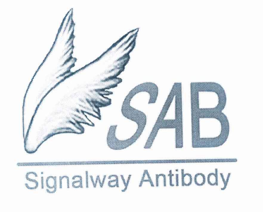 商标名称SAB SIGNALWAY ANTIBODY商标注册号 10049553、商标申请人南京川博生物技术有限公司的商标详情 - 标库网商标查询
