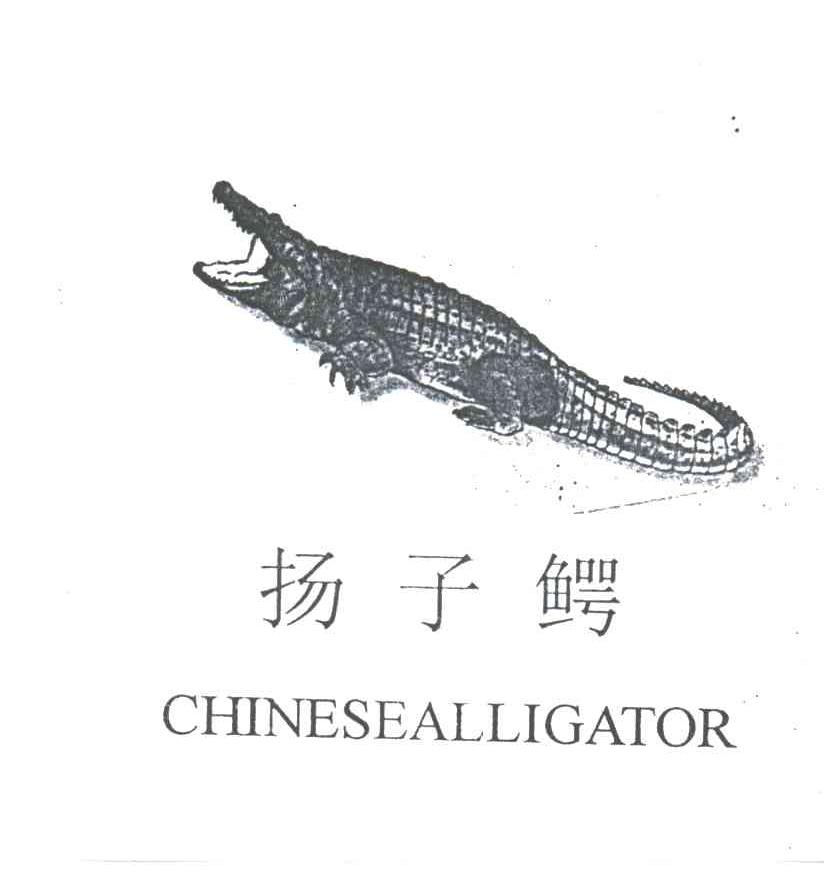 商标名称扬子鳄;CHINESEALLIGATOR商标注册号 3071082、商标申请人包联晚的商标详情 - 标库网商标查询